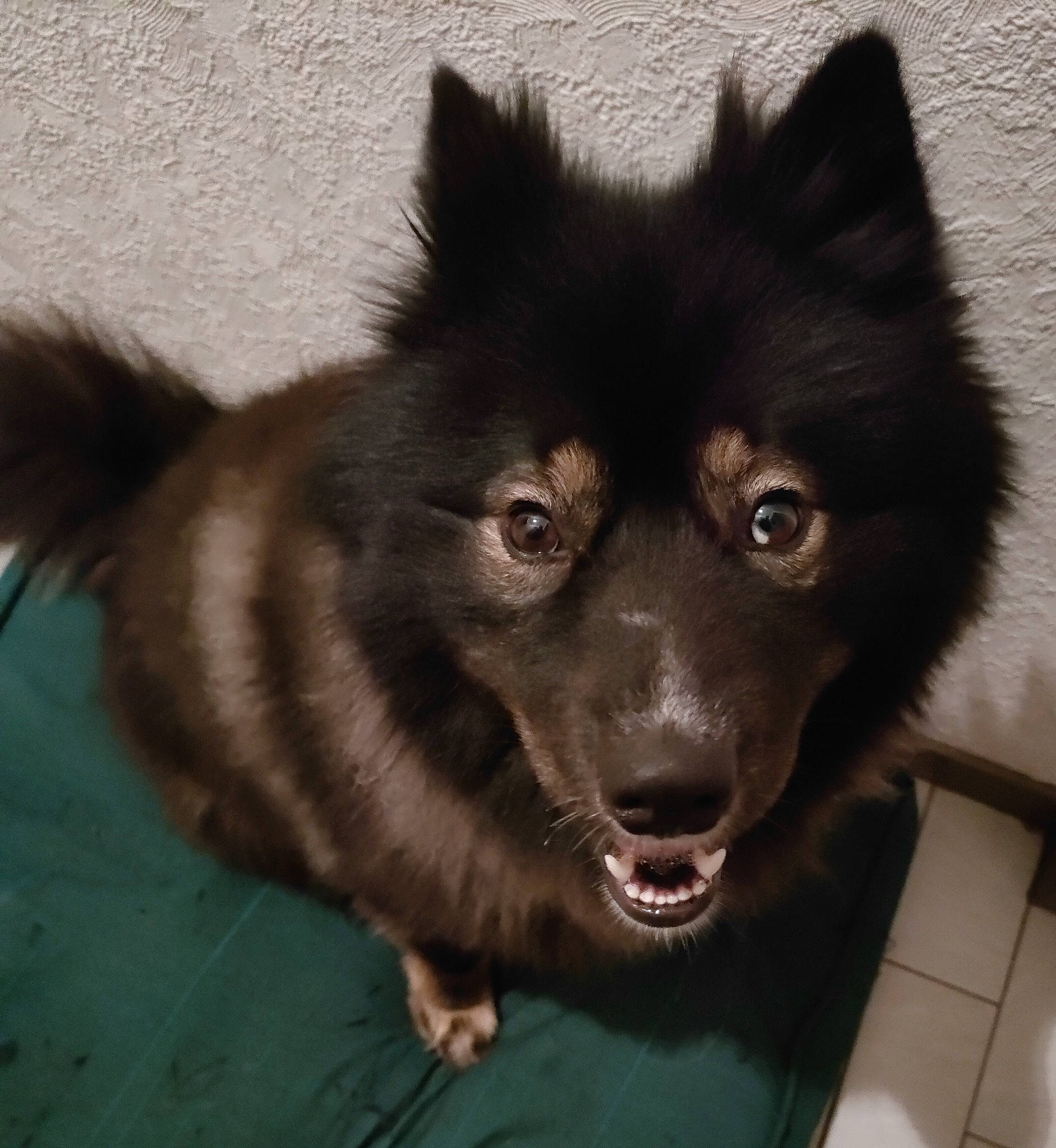 Raykou a rejoint le concours — aidez-le/la à gagner de superbes lots ! ancient_dog_breeds, canidae, canis, carnivore, companion_dog, dog, dog_breed, fur, german_spitz_mittel, herding_dog, non_sporting_group, snout, spitz, sporting_group, whiskers, working_animal, working_dog