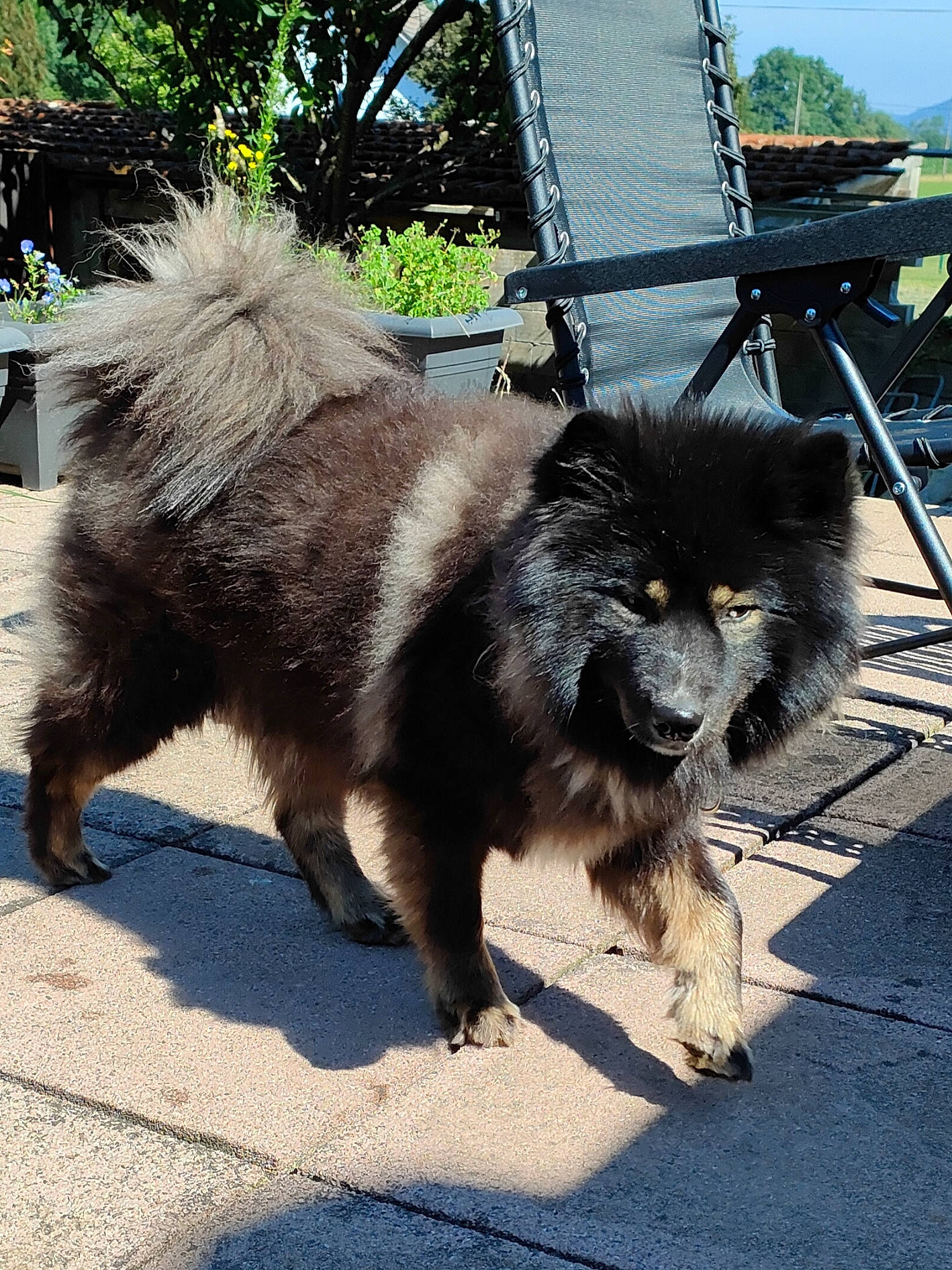 Raykou a rejoint le concours — aidez-le/la à gagner de superbes lots ! canidae, carnivore, companion_dog, dog, dog_breed, fawn, fur, german_spitz, german_spitz_klein, german_spitz_mittel, plant, snout, spitz, sporting_group, tail, terrestrial_animal, toy_dog, tree, working_animal, working_dog