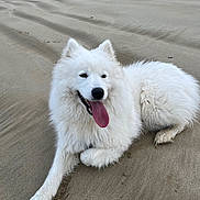Amara a rejoint le concours — aidez-le/la à gagner de superbes lots ! dog, white_dog, samoyed, beach, sand, tongue_out, fluffy, canine, pet, animal, outdoor, laying_down, happy, nature, paw, fur, smiling, relaxed, daytime, closeup