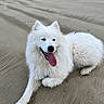 dog, white_dog, samoyed, beach, sand, tongue_out, fluffy, canine, pet, animal, outdoor, laying_down, happy, nature, paw, fur, smiling, relaxed, daytime, closeup