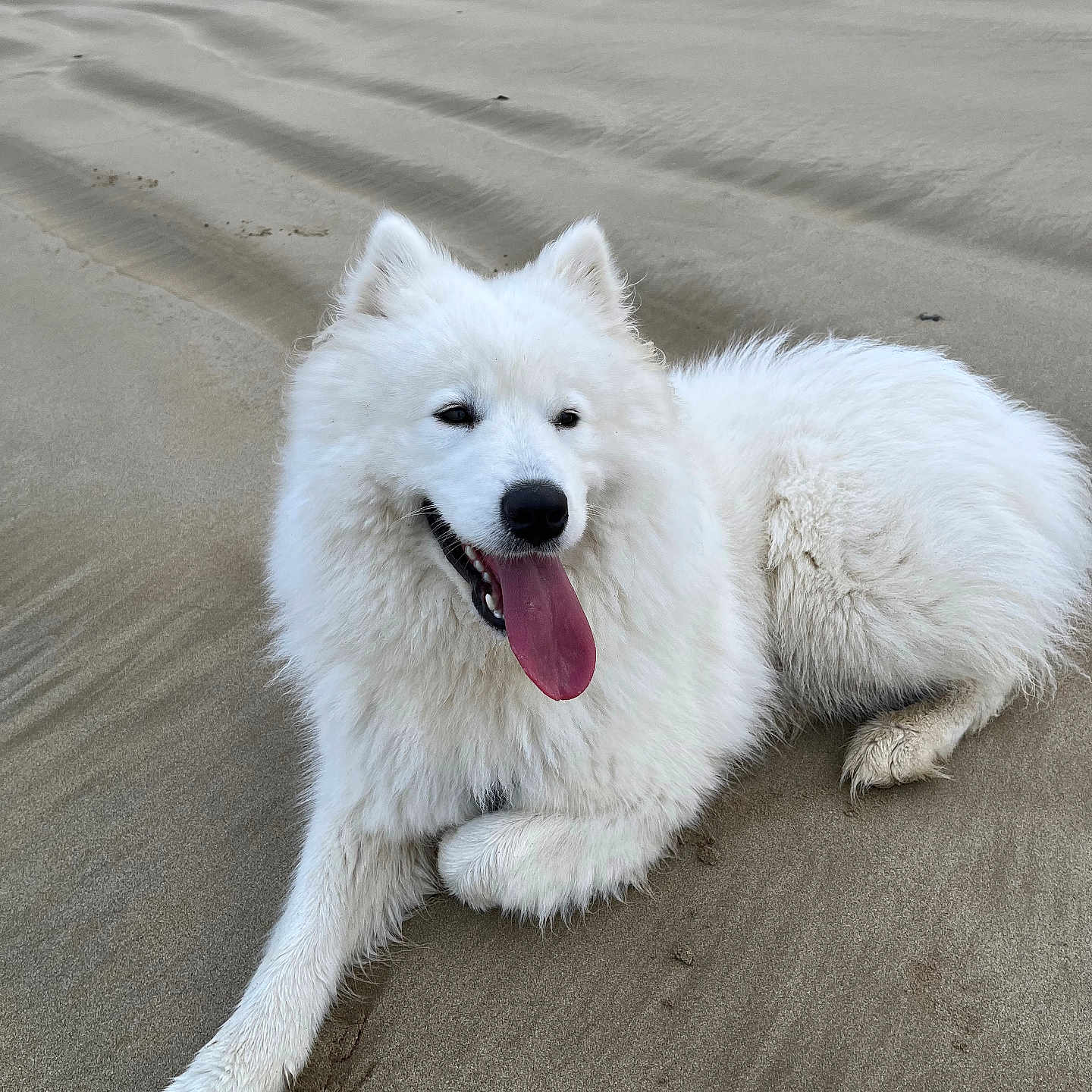 Amara a rejoint le concours — aidez-le/la à gagner de superbes lots ! dog, white_dog, samoyed, beach, sand, tongue_out, fluffy, canine, pet, animal, outdoor, laying_down, happy, nature, paw, fur, smiling, relaxed, daytime, closeup