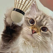 August joined the competition — help win amazing prizes! cat, fluffy, closeup, pet, animal, badminton_shuttlecock, whiskers, fur, paw, indoor, curious, playful, light_background, tabby, cute, feline, eye_contact, soft, nose, sports_equipment