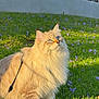 cat, fluffy, blue_eyes, grass, flowers, purple_flowers, sunlight, outdoor, leash, pet, feline, nature, greenery, animal, portrait, closeup, daylight, whiskers, fur, garden