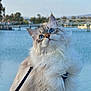 cat, fluffy, blue_eyes, leash, water, outdoor, nature, fence, bridge, sky, trees, curious, pet, animal, portrait, whiskers, long_hair, daylight, calm, scenic