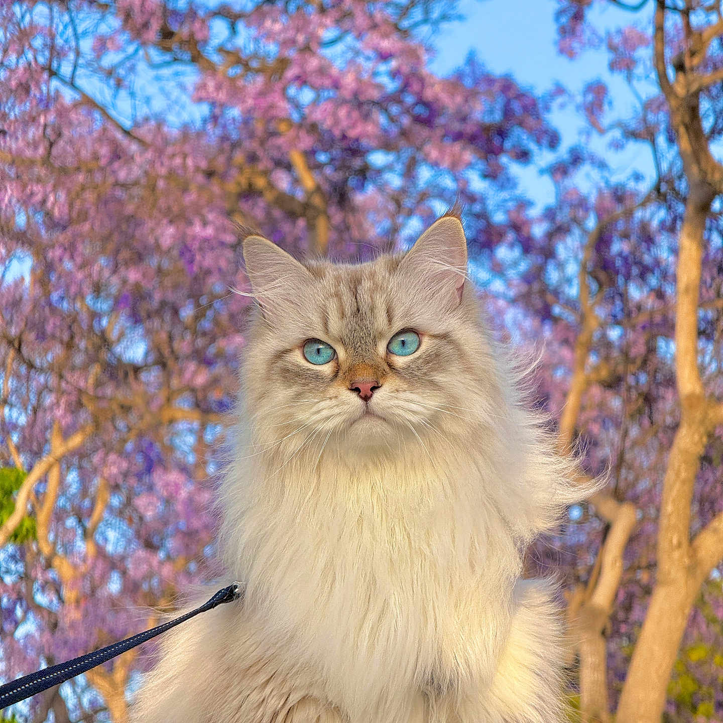 August is registered to the contest to win money with this photo: animal, background, blue_eyes, calm, cat, close_up, colorful, feline, fluffy, leash, long_hair, majestic, nature, outdoor, pet, portrait, purple_flowers, spring, sunlight, tree