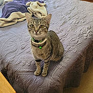 Princess is registered to the contest to win money with this photo: cat, tabby_cat, pet, bed, blanket, purple_bedspread, collar, indoor, furniture, nightstand, wood, curious, animal, domestic_cat, carpet, cozy, home, feline, sitting, looking