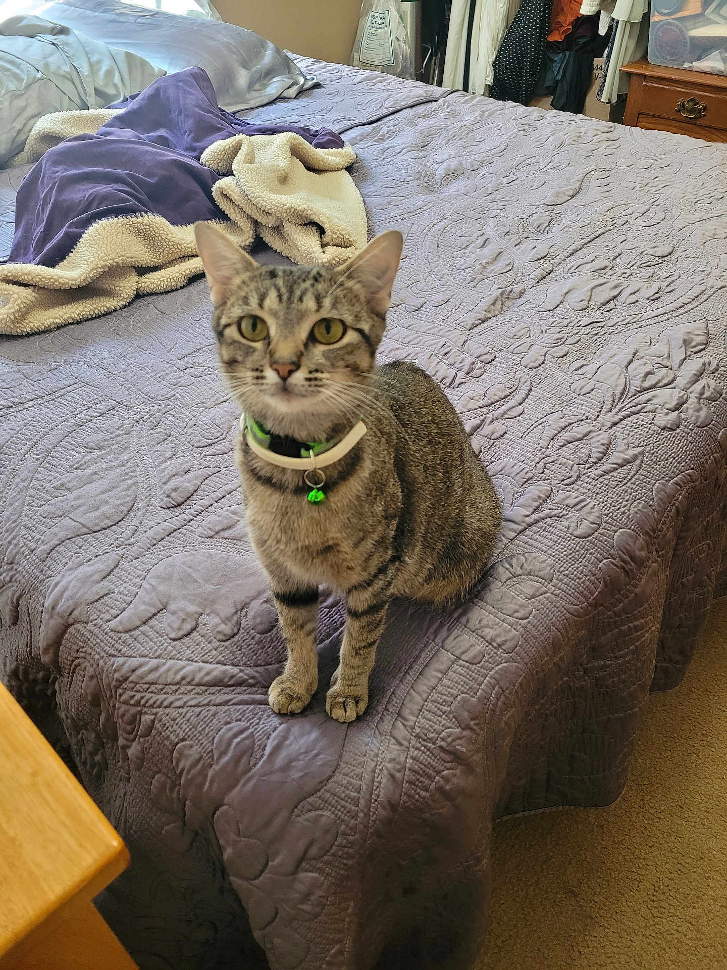 Princess is registered to the contest to win money with this photo: cat, tabby_cat, pet, bed, blanket, purple_bedspread, collar, indoor, furniture, nightstand, wood, curious, animal, domestic_cat, carpet, cozy, home, feline, sitting, looking
