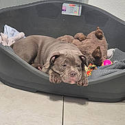 Ades participe au concours pour gagner de l'argent avec cette photo : puppy, dog, bed, plastic_bed, blanket, teddy_bear, toy, floor, tile_floor, indoor, pet, cute, sleepy, resting, animal, fur, ears, paws, nose, home