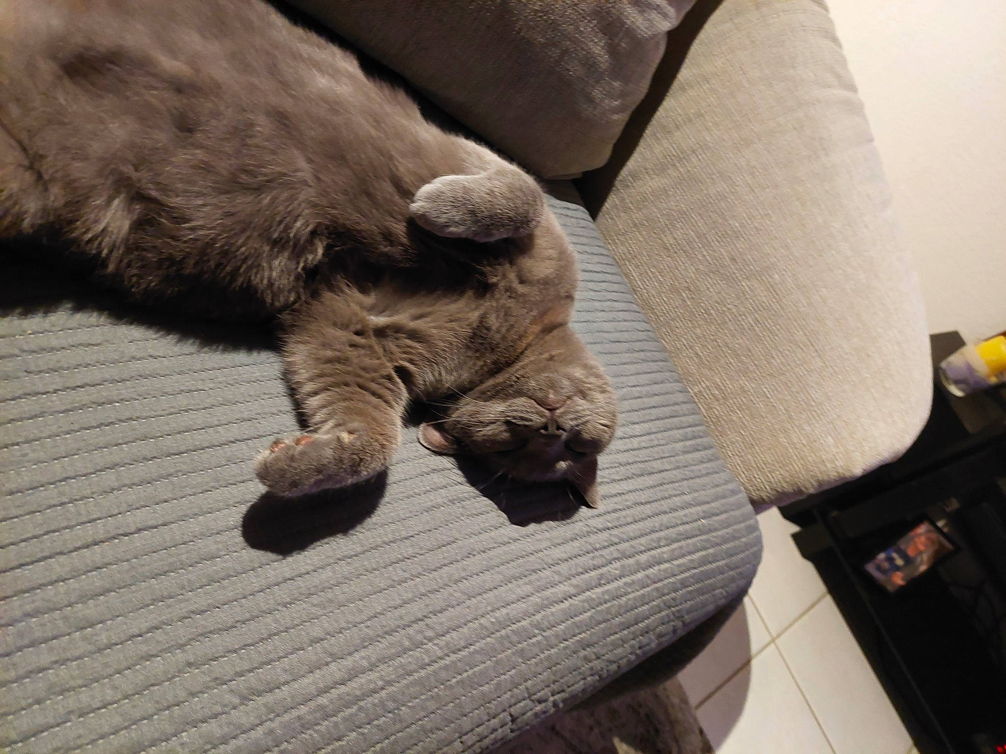 Sheba a rejoint le concours — aidez-le/la à gagner de superbes lots ! black_cat, carnivore, cat, comfort, companion_dog, couch, dog_breed, domestic_short_haired_cat, fawn, felidae, flooring, grey, hardwood, liver, small_to_medium_sized_cats, snout, sporting_group, tail, whiskers, wood