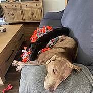 Lily And Willow is registered to the contest to win money with this photo: animal, black_dog, blanket, brown_dog, couch, cozy, decor, dog, floor, home, indoor, living_room, pet, photograph, portrait, relaxing, resting, snuggling, toy, wooden_furniture