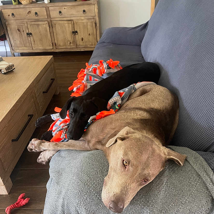 Lily And Willow is registered to the contest to win money with this photo: animal, black_dog, blanket, brown_dog, couch, cozy, decor, dog, floor, home, indoor, living_room, pet, photograph, portrait, relaxing, resting, snuggling, toy, wooden_furniture