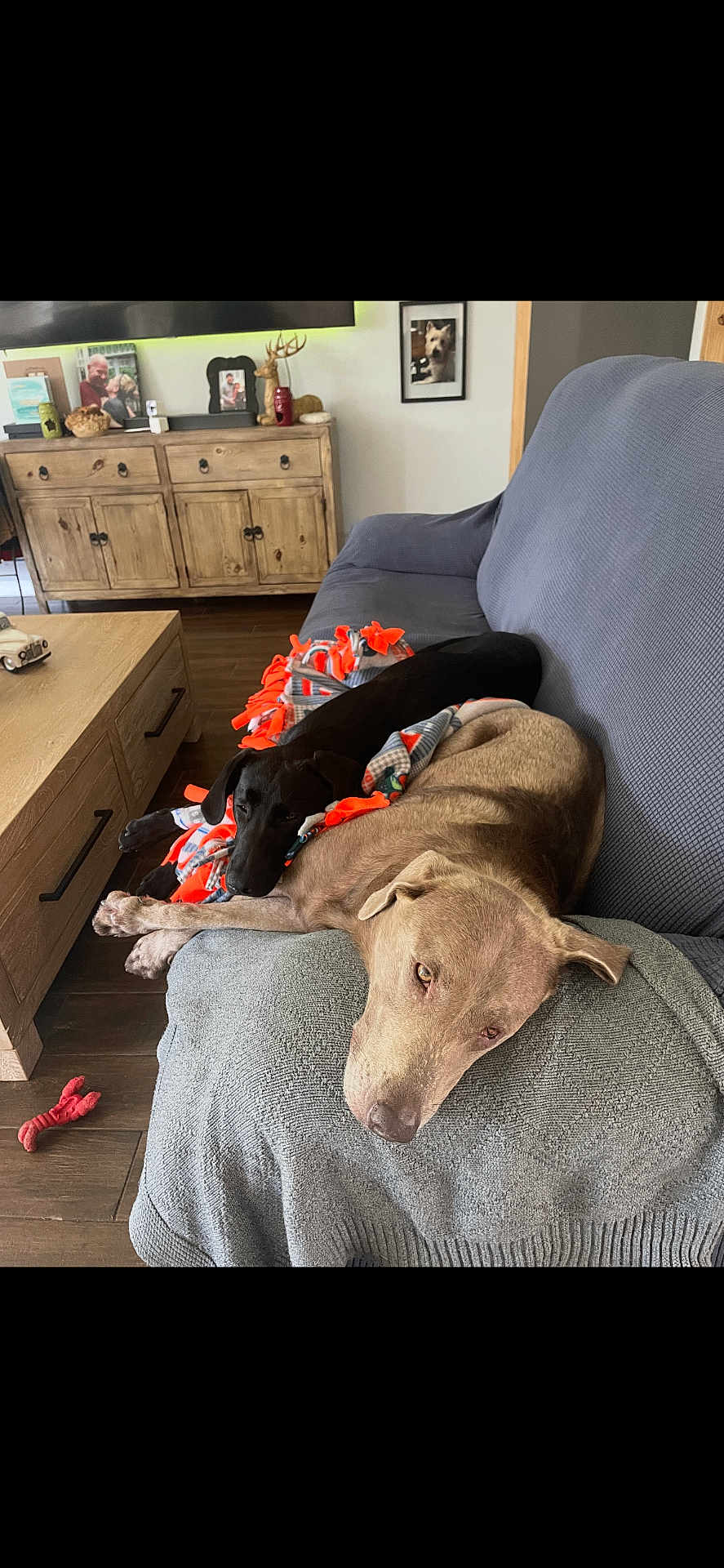 Lily And Willow is registered to the contest to win money with this photo: animal, black_dog, blanket, brown_dog, couch, cozy, decor, dog, floor, home, indoor, living_room, pet, photograph, portrait, relaxing, resting, snuggling, toy, wooden_furniture