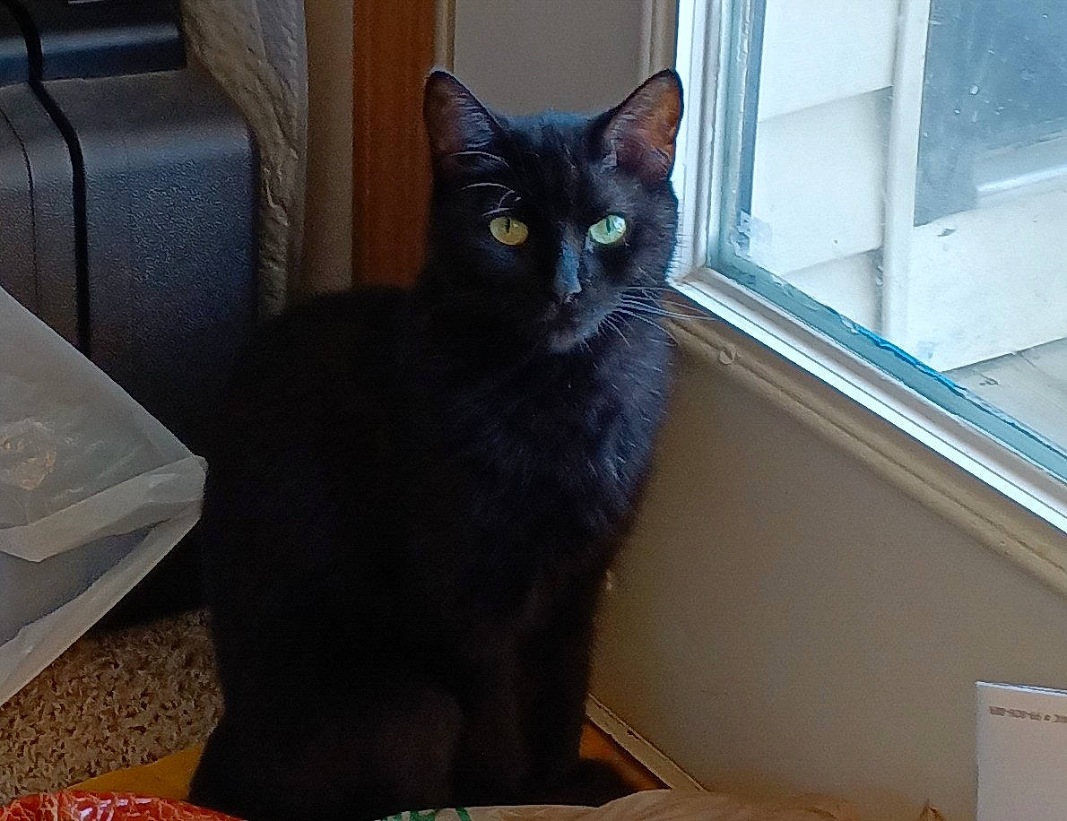 Dabby joined the competition — help win amazing prizes! black_cat, bombay, box, carnivore, cat, comfort, domestic_short_haired_cat, felidae, fixture, fur, grey, havana_brown, room, sitting, small_to_medium_sized_cats, snout, stairs, tail, whiskers, window