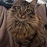 cat, tabby, fluffy, pet, animal, indoor, curious, wide_eyes, feline, soft_blanket, brown, striped, whiskers, ears, fur, sitting, close_up, domestic_cat, cute, portrait