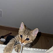 Moka participe au concours pour gagner de l'argent avec cette photo : kitten, cat, tabby, playing, cable, bed, paws, claws, wooden_floor, indoor, curious, pet, animal, whiskers, ears, feline, closeup, young_cat, household, floor