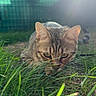 animal, cat, closeup, daylight, ears, feline, focus, garden, grass, green, ground, mammal, nature, outdoor, pet, predator, stalking, sunlight, tabby, whiskers
