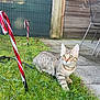 animal, candy_cane, cat, chair, curious, daylight, domestic_cat, fence, garden, grass, greenery, leash, mammal, nature, outdoor, patio, pets, playful, tabby_cat, wooden_wall