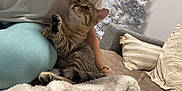 Moka participe au concours pour gagner de l'argent avec cette photo : cat, tabby_cat, person, lap, blanket, couch, pillow, bracelet, christmas_tree, ornaments, silver_tree, indoor, cozy, holiday, pet, feline, curious, relaxed, soft_texture, home