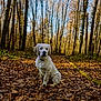 Axton a rejoint le concours — aidez-le/la à gagner de superbes lots ! dog, golden_retriever, puppy, forest, trees, autumn, fallen_leaves, leaf_litter, path, nature, outdoors, sitting, pet, portrait, fur, collar, woodland, sunlight, tree_trunk, serene