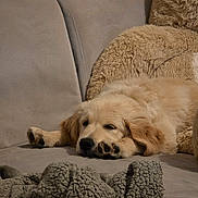 Axton participe au concours pour gagner de l'argent avec cette photo : adorable, blanket, close_up, couch, cozy, dog, face, fur, golden_retriever, indoor, living_room, nose, paw, pet, plush, puppy, resting, sleeping, sleepy, sofa