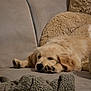 adorable, blanket, close_up, couch, cozy, dog, face, fur, golden_retriever, indoor, living_room, nose, paw, pet, plush, puppy, resting, sleeping, sleepy, sofa