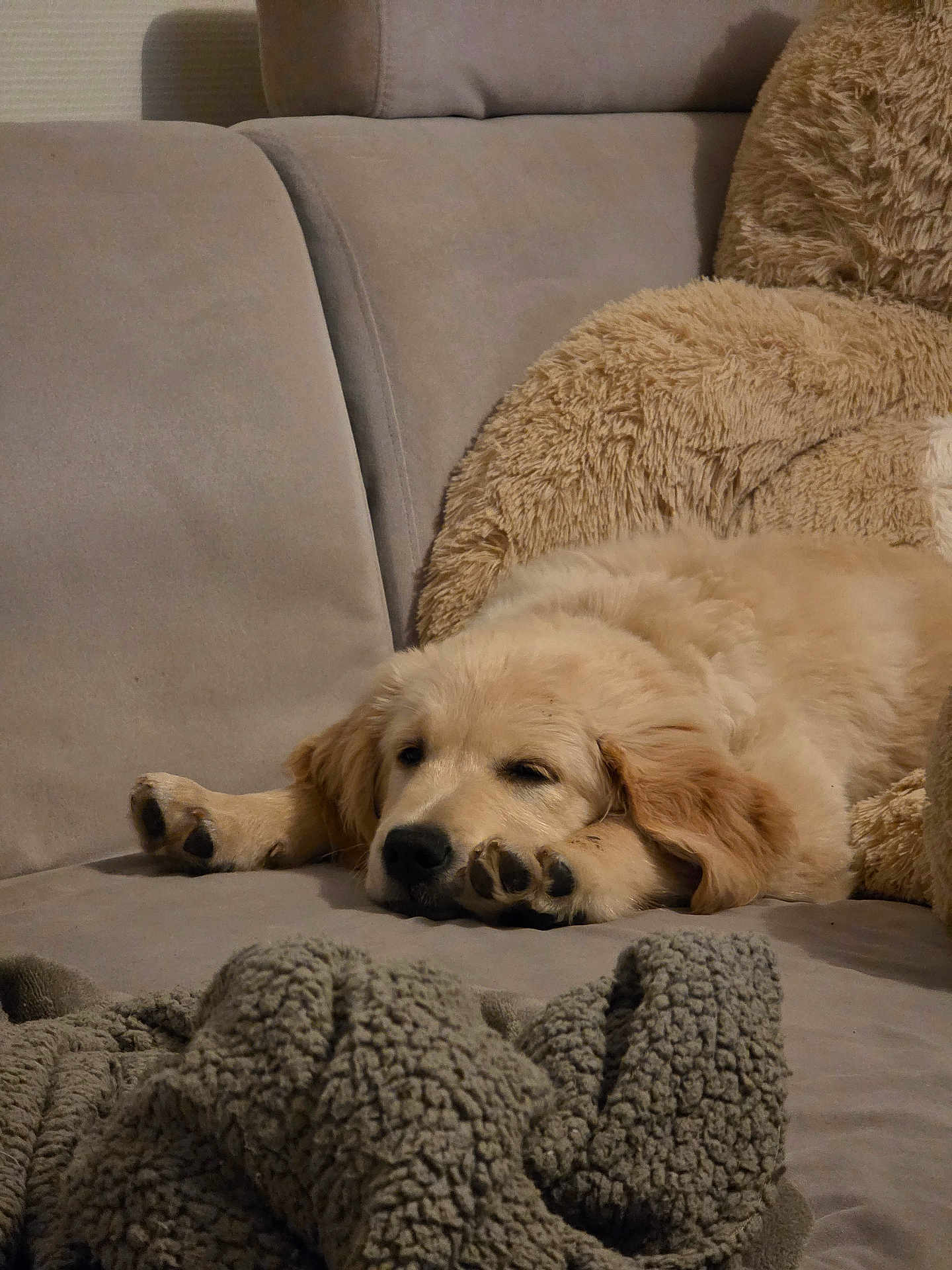 Axton participe au concours pour gagner de l'argent avec cette photo : adorable, blanket, close_up, couch, cozy, dog, face, fur, golden_retriever, indoor, living_room, nose, paw, pet, plush, puppy, resting, sleeping, sleepy, sofa