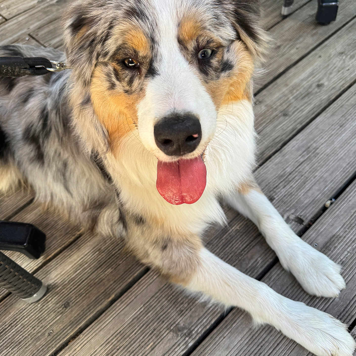 Volt participe au concours pour gagner de l'argent avec cette photo : animal, australian_shepherd, canine, closeup, companion, dog, domestic_animal, ears, face, fur, happy, leash, outdoor, paw, pet, playful, resting, smiling, tongue_out, wooden_deck
