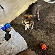 Koko joined the competition — help win amazing prizes! dog, indoor, carpet, toy, ball, chew_treat, floor, tile, collar, pet, brown, small_dog, curious, animal, household, corner, blanket, furniture, living_room, flooring