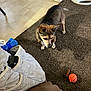 dog, indoor, carpet, toy, ball, chew_treat, floor, tile, collar, pet, brown, small_dog, curious, animal, household, corner, blanket, furniture, living_room, flooring