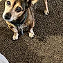 Koko is registered to the contest to win money with this photo: dog, small_dog, brown_carpet, toy, pet, indoor, looking_up, fur, ears, collar, tag, floor, animal, mammal, companion, cute, alert, domestic, canine, waiting