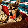 dog, ball, couch, blanket, indoor, pet, brown, black, orange, toy, canine, relaxed, fur, animal, collar, comfort, closeup, resting, ears, home