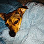 dog, blanket, blue_blanket, cozy, sleepy, pet, fur, ears, snuggled, indoor, resting, cute, animal, canine, comfort, closeup, warm, relaxed, face, napping