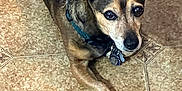 Koko joined the competition — help win amazing prizes! dog, pet, floor, tile, collar, indoor, animal, canine, ears, paws, brown, black, fur, looking_up, cute, companion, domestic, resting, alert, friendly