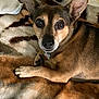 dog, pet, blanket, toy, indoor, brown, fur, ears, eyes, nose, paw, collar, comfort, resting, cute, animal, home, cozy, relaxed, looking