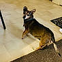 Koko joined the competition — help win amazing prizes! dog, pet, indoor, floor, tile, carpet, animal, brown, black, collar, curious, looking_back, household, domestic, small_dog, mammal, four_legs, ears, tail, flooring