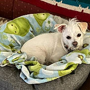 Cotton is registered to the contest to win money with this photo: dog, pet_bed, blanket, white_dog, indoor, cozy, small_dog, fur, resting, cute, animal, canine, looking_at_camera, curious, home, comfort, soft_texture, relaxed, companion, domestic