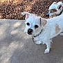 Cotton is registered to the contest to win money with this photo: dog, small_dog, white_dog, brown_and_white_dog, outdoor, concrete, gravel, pet, animal, curious, sunlight, shadow, fur, collar, side_view, standing, closeup, nature, daylight, two_animals