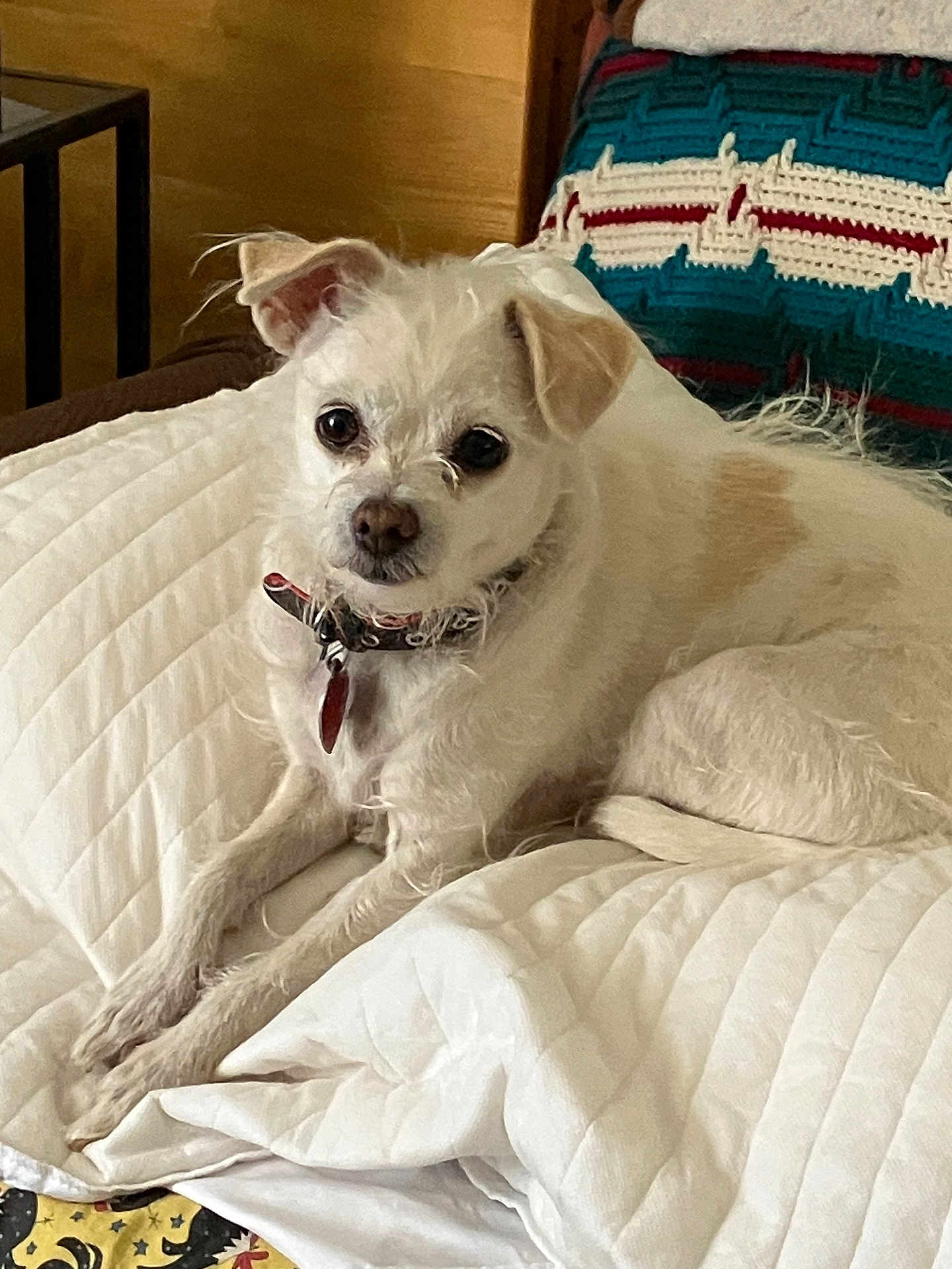 Cotton joined the competition — help win amazing prizes! dog, small_dog, white_dog, pet, indoor, blanket, quilted_blanket, furniture, couch, cozy, relaxed, collar, fur, ears, cute, animal, companion, resting, home, portrait