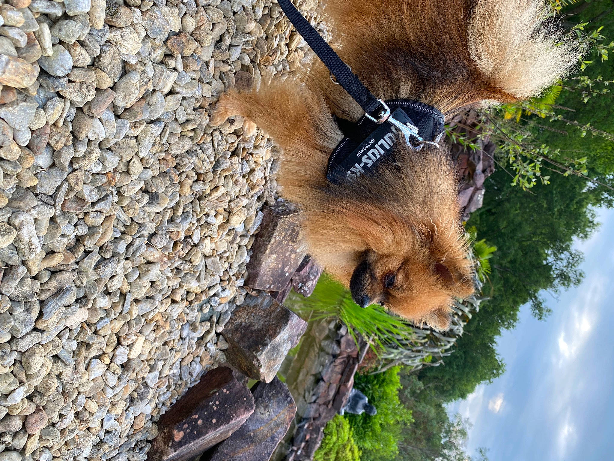 Perle a rejoint le concours — aidez-le/la à gagner de superbes lots ! canidae, carnivore, cloud, dog_breed, fawn, felidae, fur, marsupial, pebble, plant, red_panda, sky, sporting_group, tail, terrestrial_animal, tree, trunk, wildlife, wing, wood