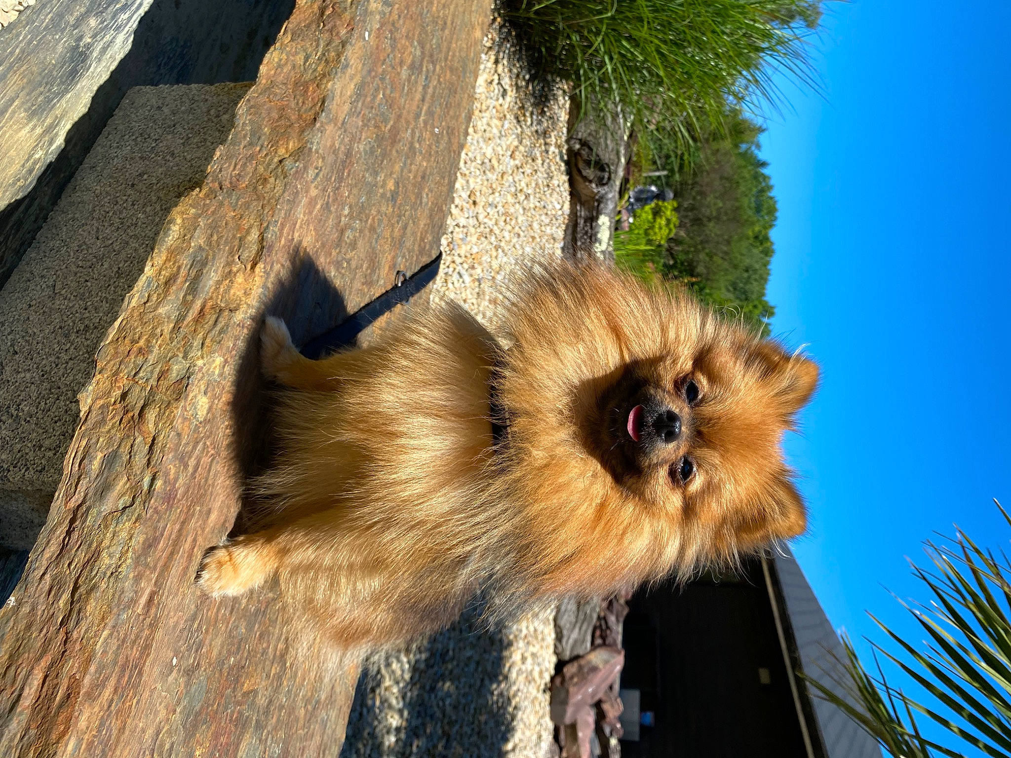 Perle a rejoint le concours — aidez-le/la à gagner de superbes lots ! carnivore, fawn, fur, plant, shadow, sky, snout, terrestrial_animal, tree, whiskers, wildlife, wood