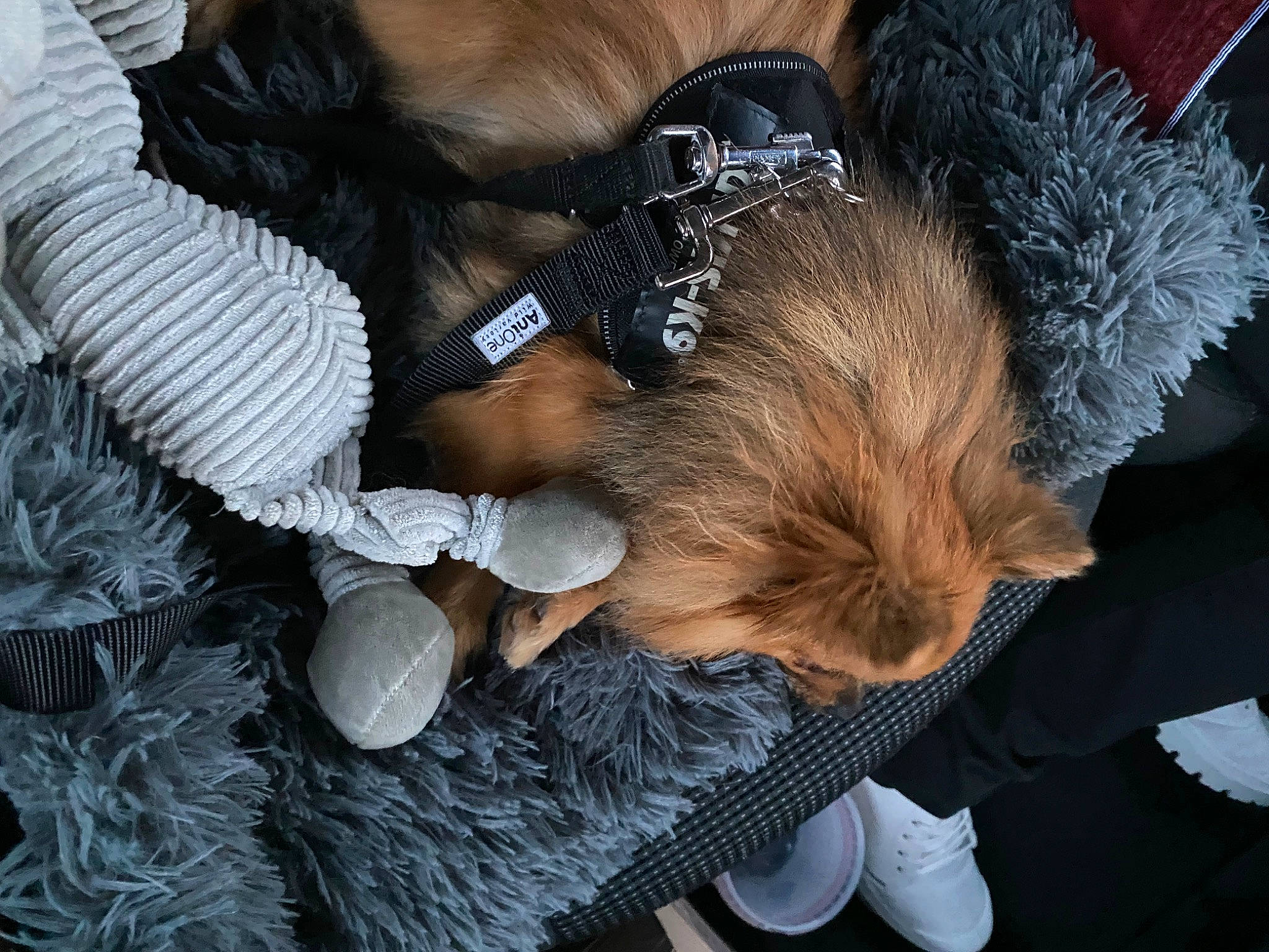 Perle a rejoint le concours — aidez-le/la à gagner de superbes lots ! bun, companion_dog, dog_breed, fashion_accessory, fur, hair_accessory, hair_coloring, hat, headpiece, jewellery, pattern, sporting_group, tail, tree, wool