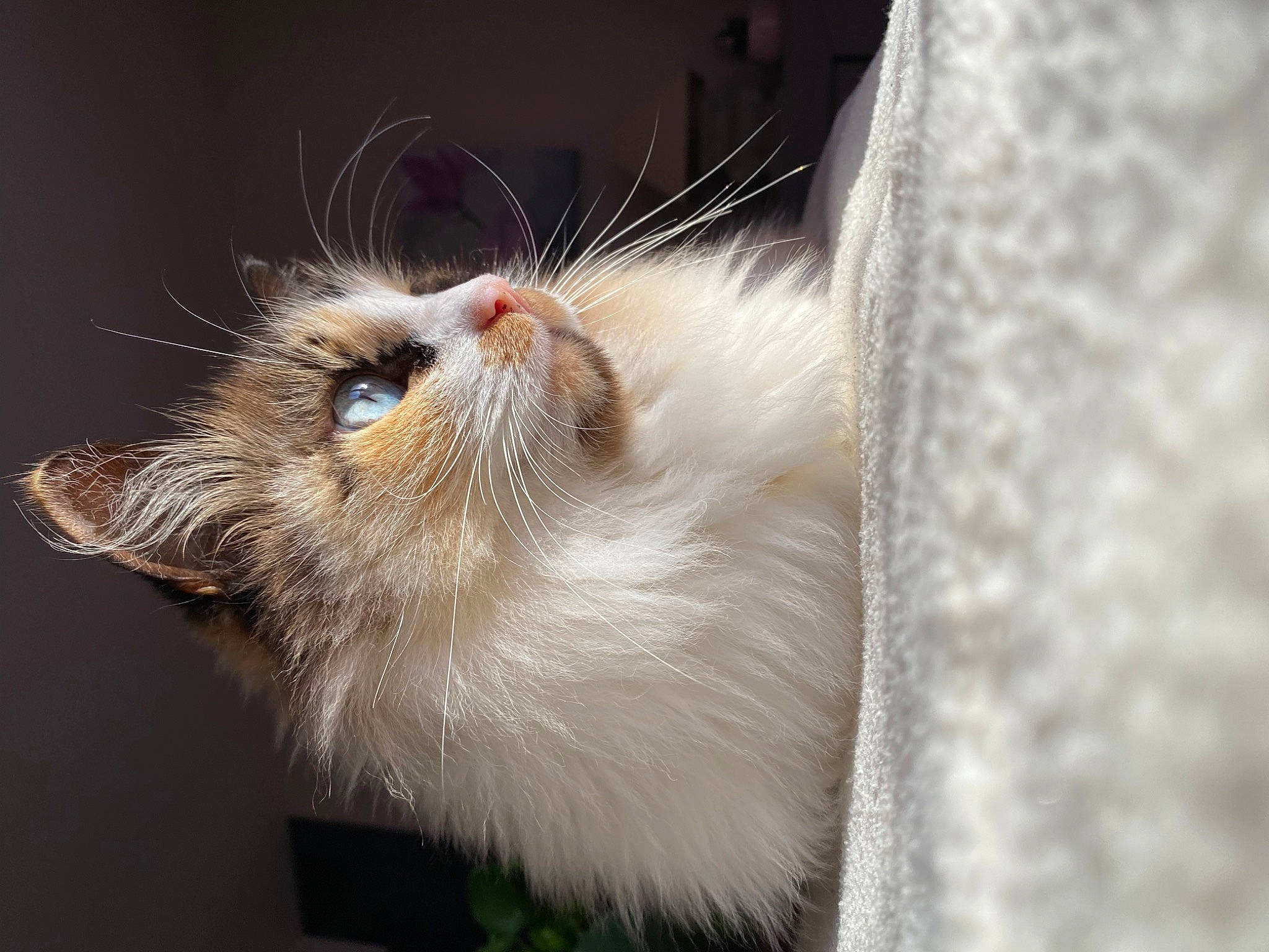 Nina a rejoint le concours — aidez-le/la à gagner de superbes lots ! carnivore, cat, claw, close_up, domestic_short_haired_cat, fawn, felidae, fur, macro_photography, paw, small_to_medium_sized_cats, tail, whiskers, window