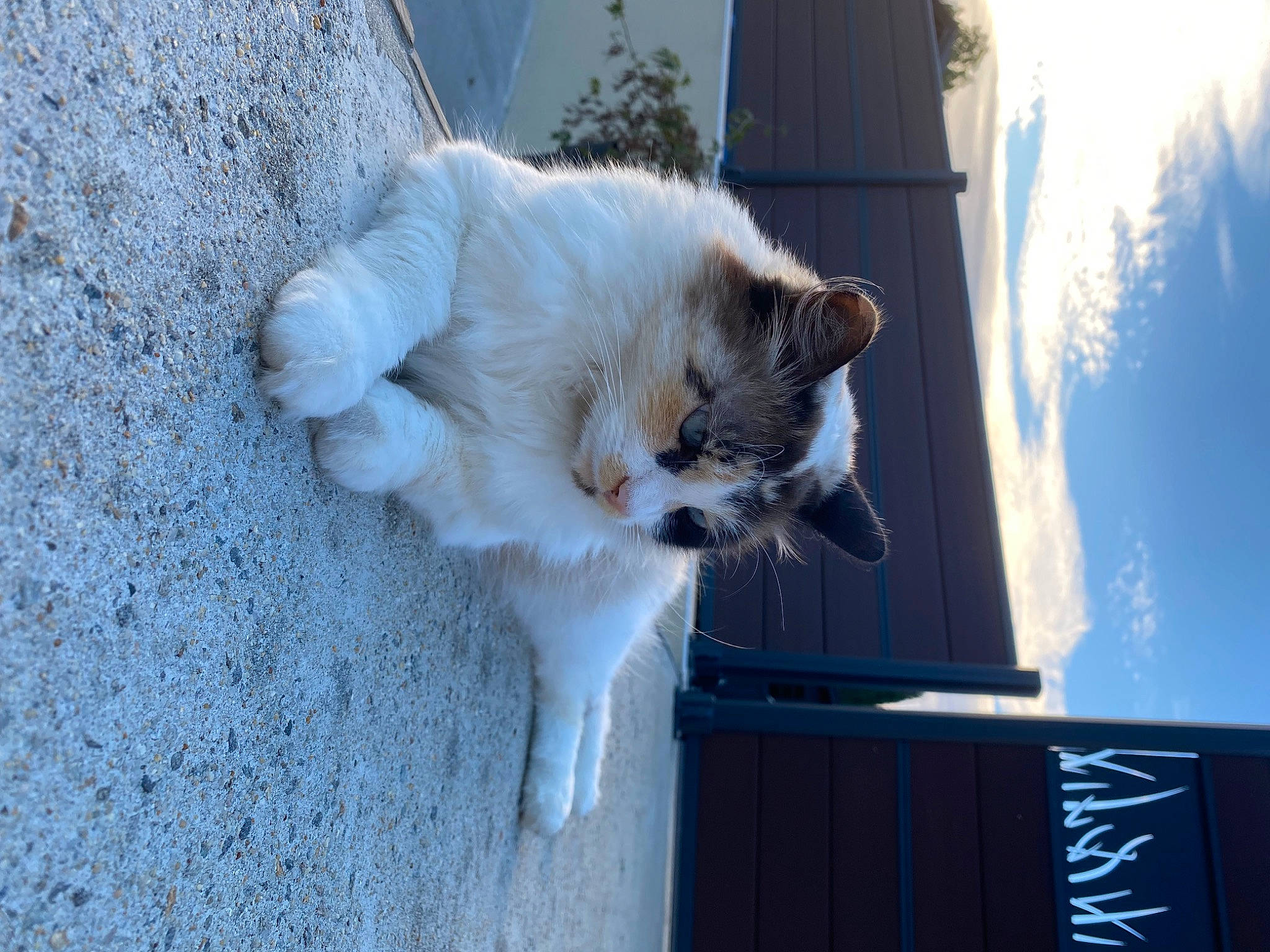 Nina a rejoint le concours — aidez-le/la à gagner de superbes lots ! carnivore, cat, cloud, companion_dog, dog_breed, domestic_short_haired_cat, felidae, fur, paw, sky, small_to_medium_sized_cats, snout, tail, whiskers, window, wood