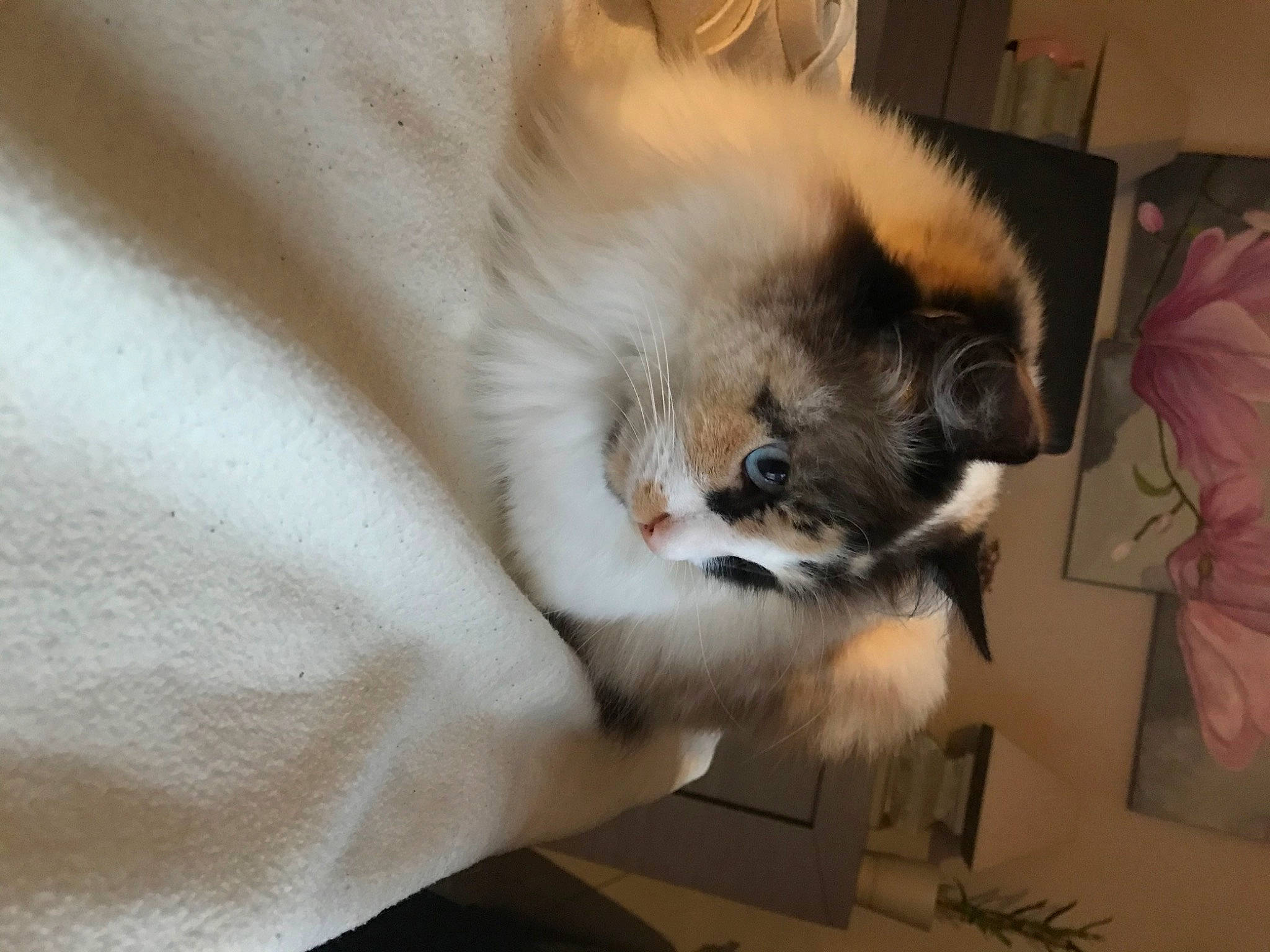 Nina participe au concours pour gagner de l'argent avec cette photo : canidae, carnivore, comfort, companion_dog, dog, dog_breed, fawn, felidae, fur, nap, non_sporting_group, small_to_medium_sized_cats, snout, sporting_group, tail, toy_dog, whiskers