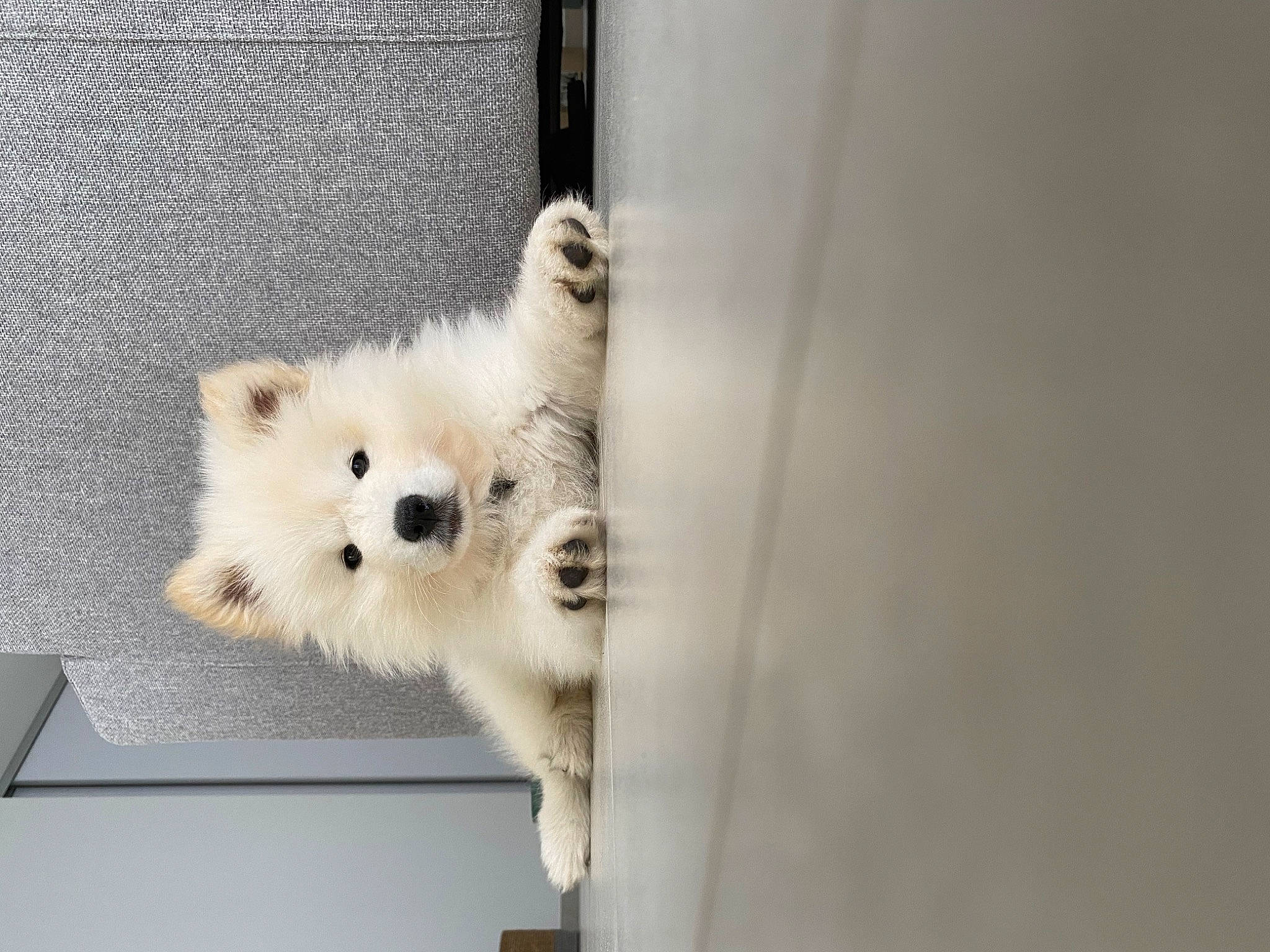 Hellä a rejoint le concours — aidez-le/la à gagner de superbes lots ! ancient_dog_breeds, bear, canidae, carnivore, companion_dog, dog, dog_breed, fawn, fur, german_spitz, non_sporting_group, room, snout, spitz, sporting_group, stuffed_toy, tail, terrestrial_animal, volpino_italiano, whiskers