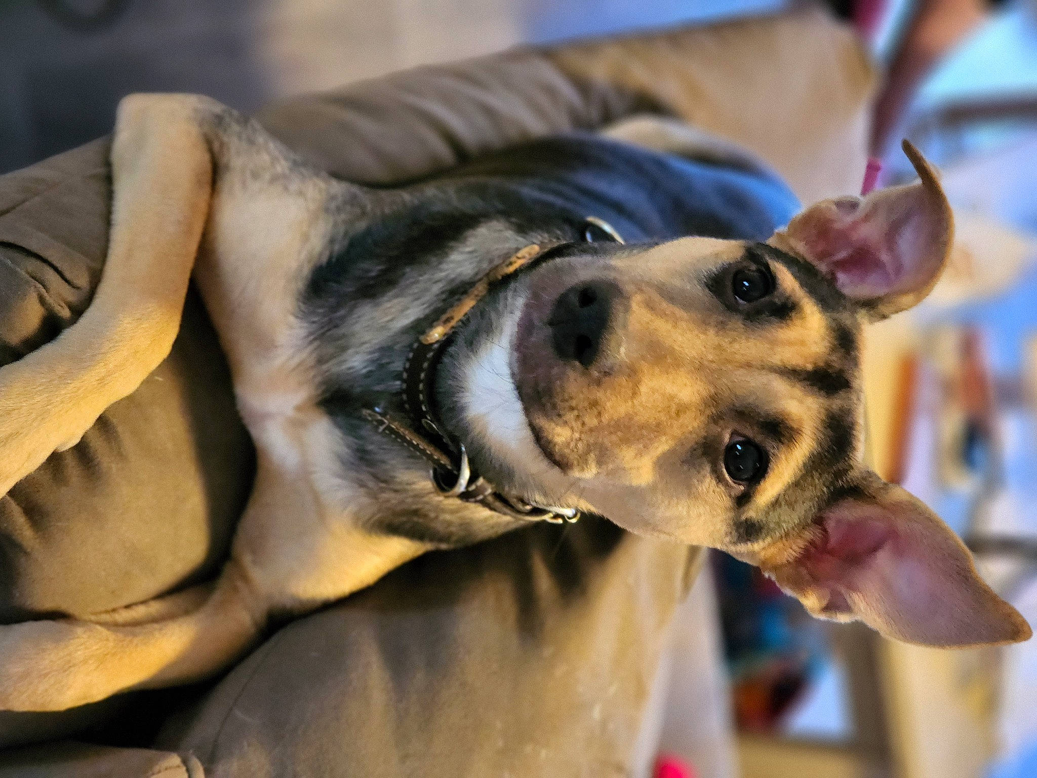 Millie joined the competition — help win amazing prizes! canidae, carnivore, collar, companion_dog, dog, dog_breed, dog_collar, ear, fawn, fur, guard_dog, jaw, pinscher, snout, sporting_group, street_dog, terrestrial_animal, whiskers, working_animal, working_dog