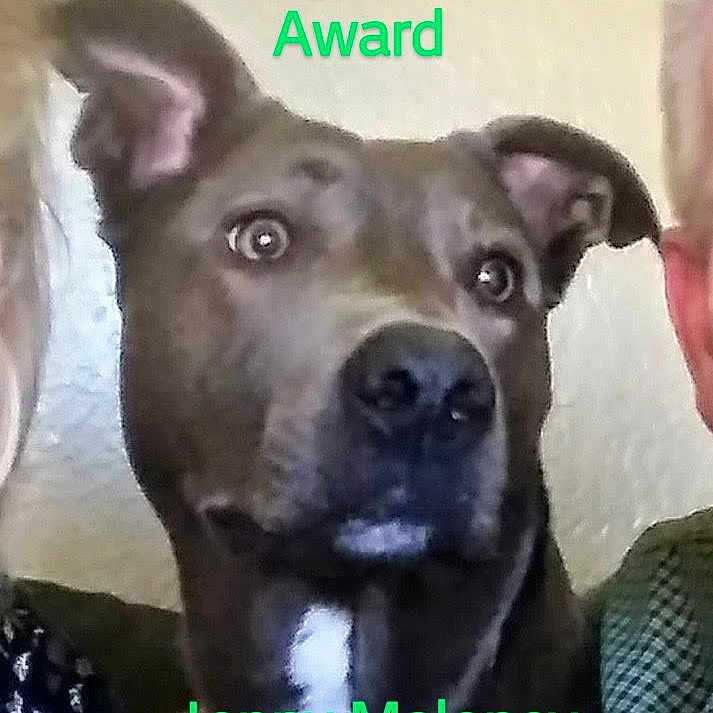 Jenny is registered to the contest to win money with this photo: canidae, carnivore, collar, companion_dog, dog, dog_breed, dog_collar, dog_supply, electric_blue, fawn, font, fur, happy, liver, pet_supply, photo_caption, snout, sporting_group, whiskers, working_animal