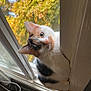 cat, calico_cat, window, indoor, curious, pet, animal, fur, whiskers, ears, tail, face, green_eyes, autumn, leaves, screen, wood, natural_light, closeup, domestic_animal