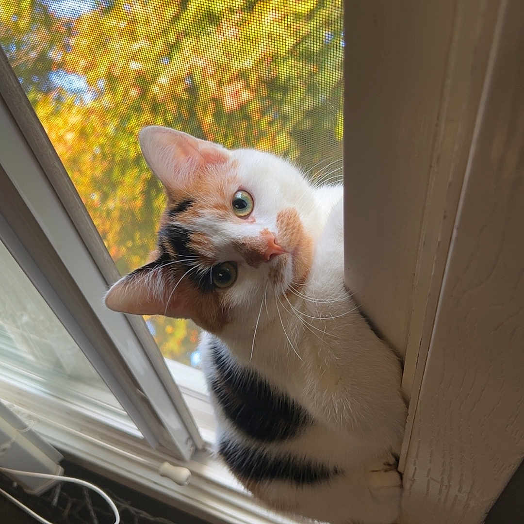 Kitty joined the competition — help win amazing prizes! animal, autumn, calico_cat, cat, closeup, curious, domestic_animal, ears, face, fur, green_eyes, indoor, leaves, natural_light, pet, screen, tail, whiskers, window, wood