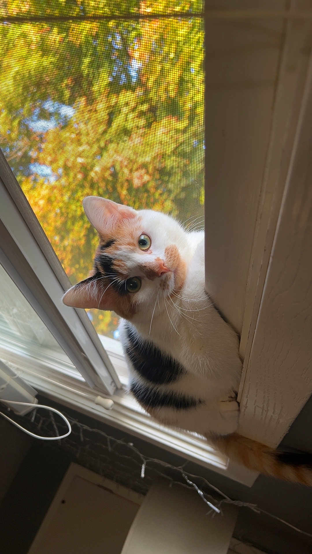 Kitty joined the competition — help win amazing prizes! cat, calico_cat, window, indoor, curious, pet, animal, fur, whiskers, ears, tail, face, green_eyes, autumn, leaves, screen, wood, natural_light, closeup, domestic_animal